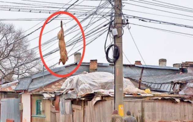 Localnicii din Galaţi au rămas fără cuvinte când au văzut cine era SPÂNZURAT de cabluri!
